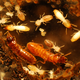 Illustration for article titled Two Invasive Termite Species Join Forces To Wreak Havoc In Florida